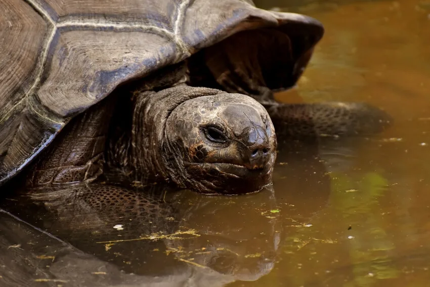 Galapagos Giant Tortoise