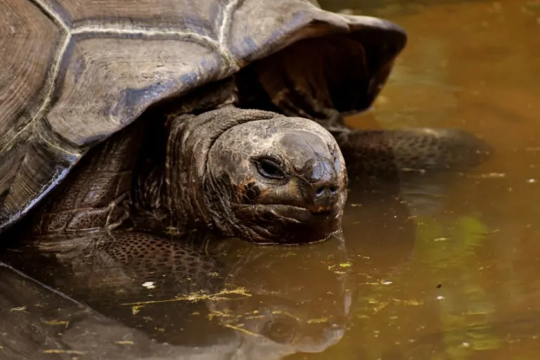 Galapagos Tortoise