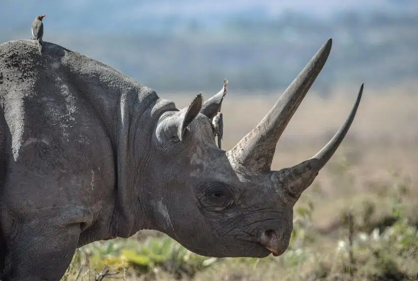 Mark of the Rhino