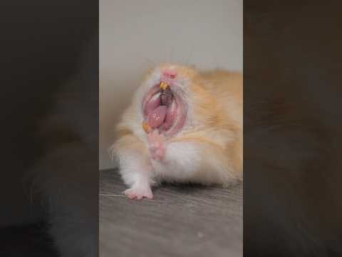 Hamster Yawning Compilation ￼#shorts #pets #hamster #fyp