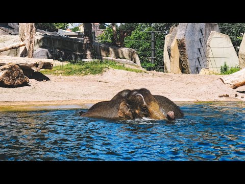 Baby Elephant Pool Party: Cute Elephants Playing in Water 4K