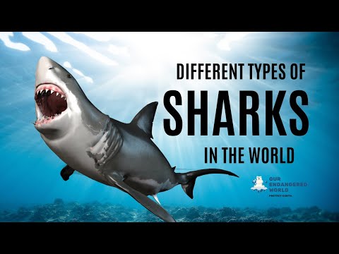 Different Types of Sharks in the World [4K UHD]