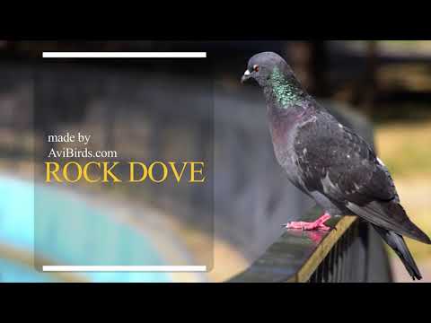 Rock Dove [Rock Pigeon]