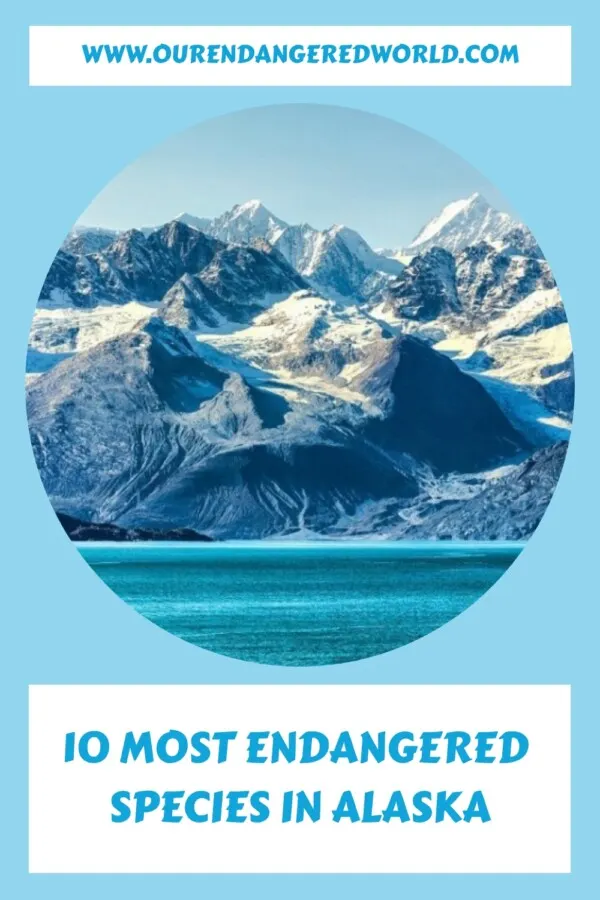 10 Most Endangered Species in Alaska generated pin 20662
