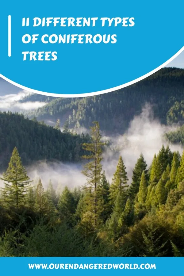 11 Different Types of Coniferous Trees