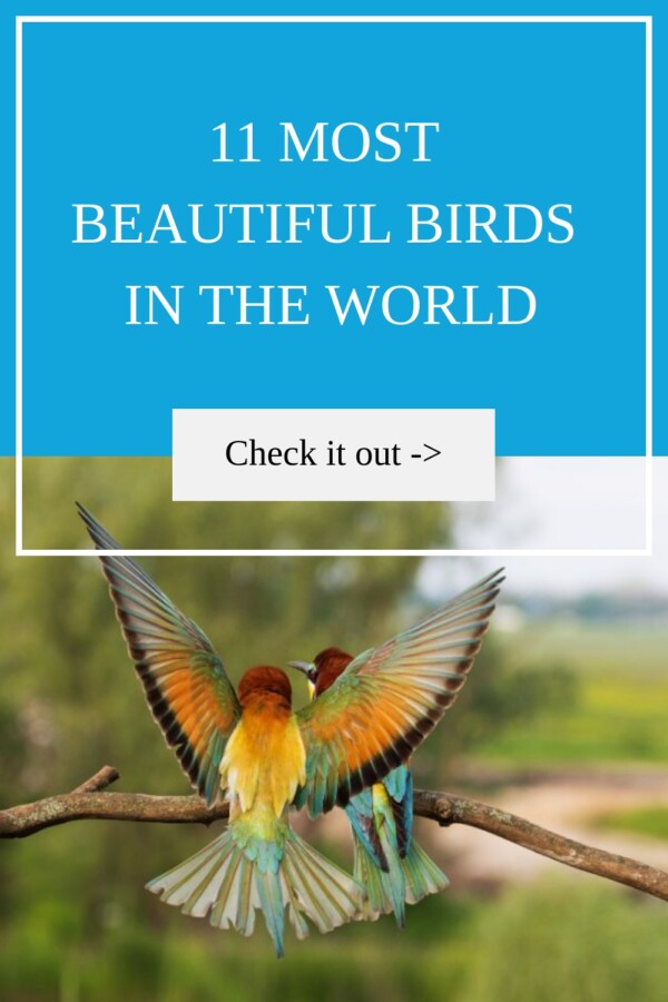 11 Most Beautiful Birds in the World generated pin 31426