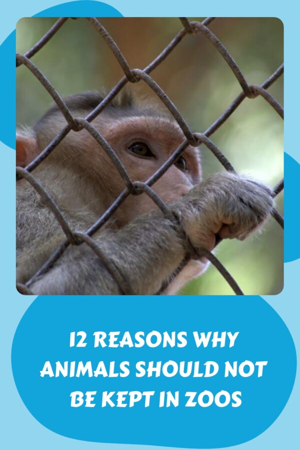 12-reasons-why-animals-should-not-be-kept-in-zoos