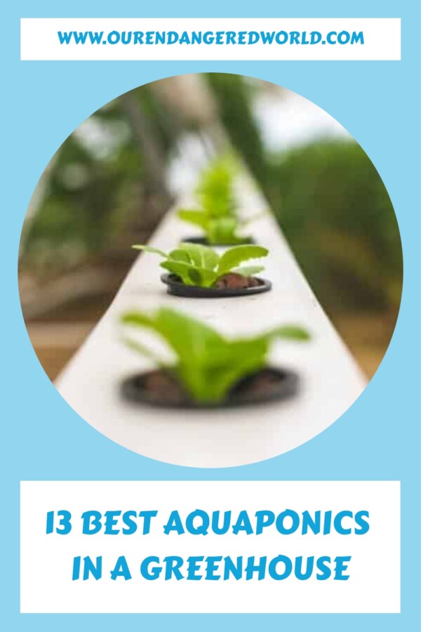 13 Best Aquaponics in a Greenhouse 17 13 Best Aquaponics in a Greenhouse generated pin 3191