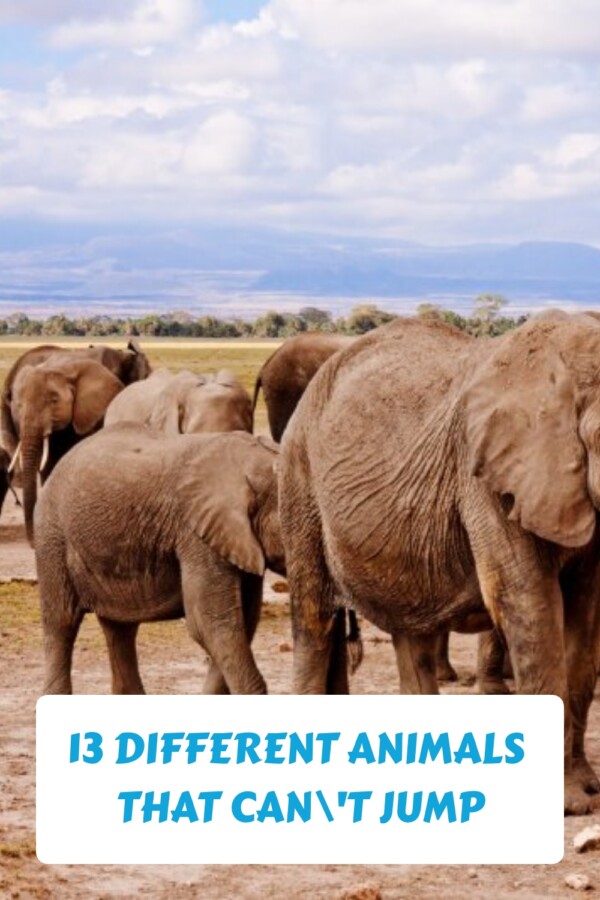 13 Different Animals That Can't Jump 16 13 Different Animals That Cant Jump generated pin 23571