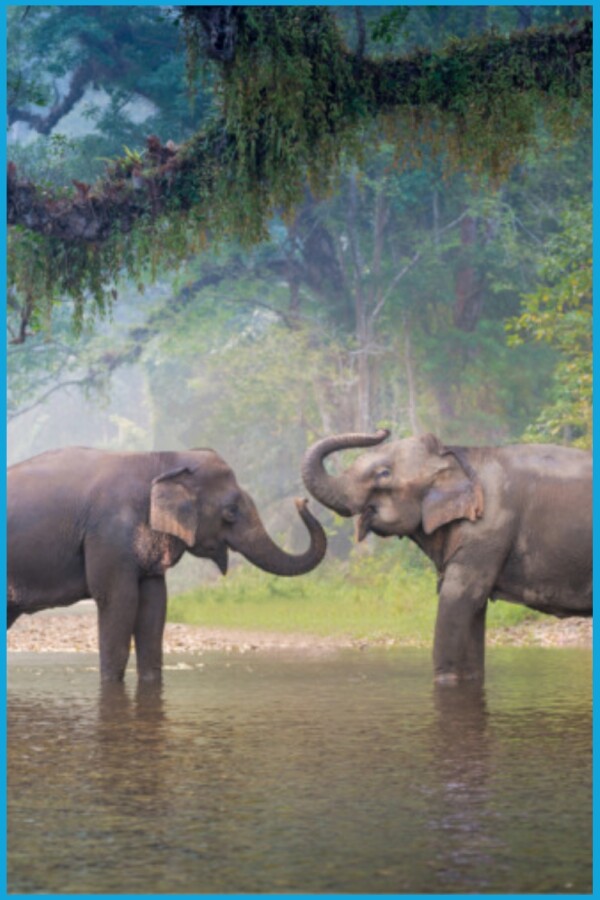 15 Interesting Facts About Elephants generated pin 30090