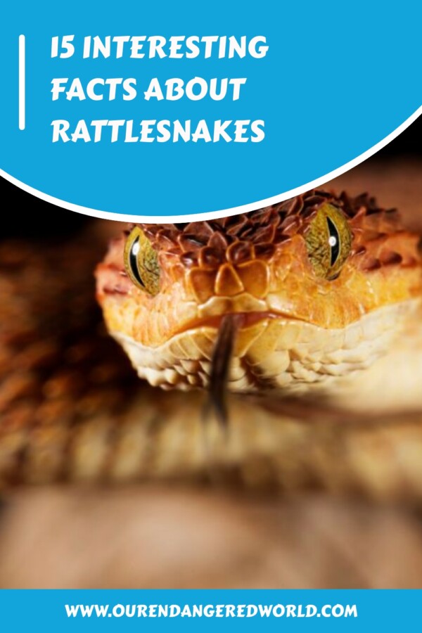 15 Interesting Facts about Rattlesnakes generated pin 30635