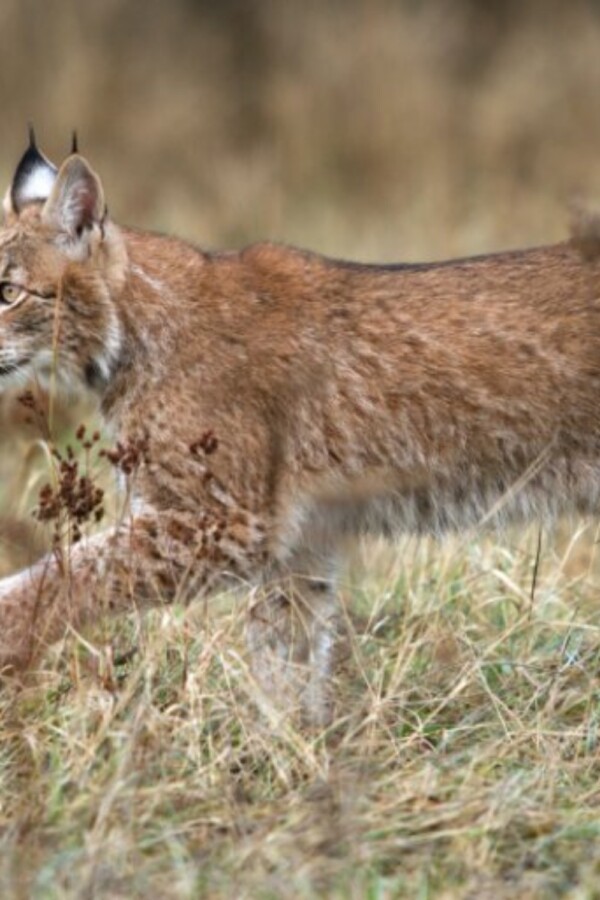 17 Most Endangered Animals of Europe 17 17 Most Endangered Animals of Europe generated pin 20235