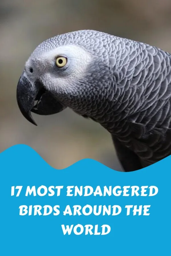 17 Most Endangered Birds Around the World generated pin 20755