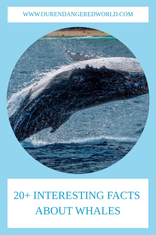 23 Fun Facts About Whales, Backed by Science 25 20 Interesting Facts About Whales generated pin 20711