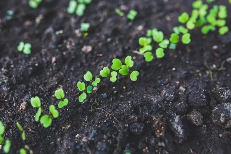 Arugula Sprouts