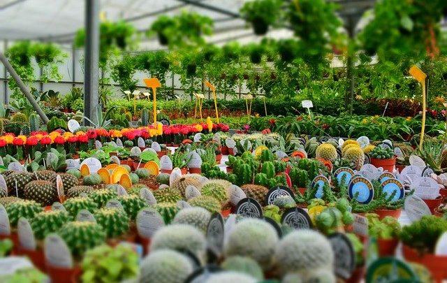 Cheap nursery pots