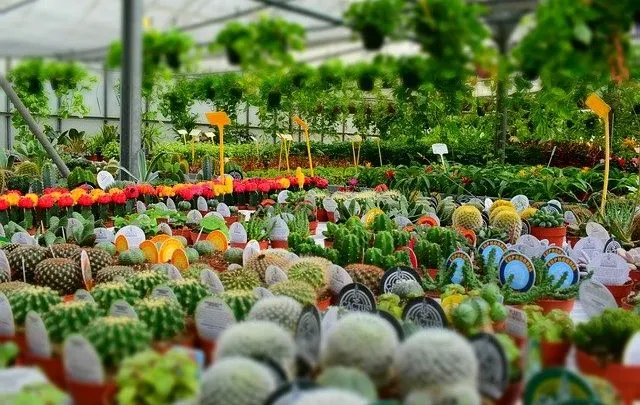 Cheap nursery pots
