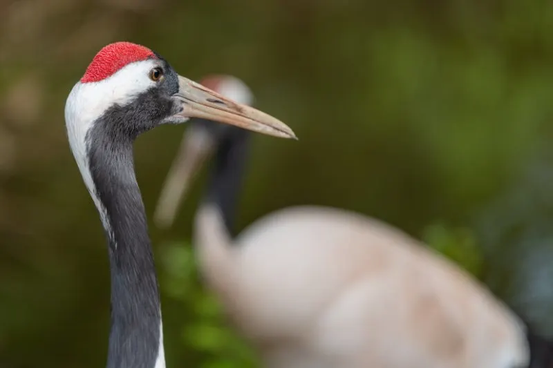 Closeup of Red-Crowned Crane