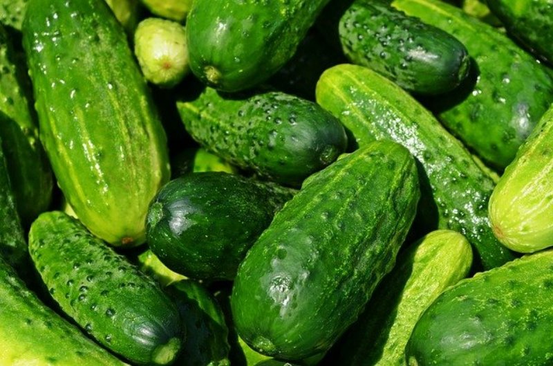 Harvested Cucumbers