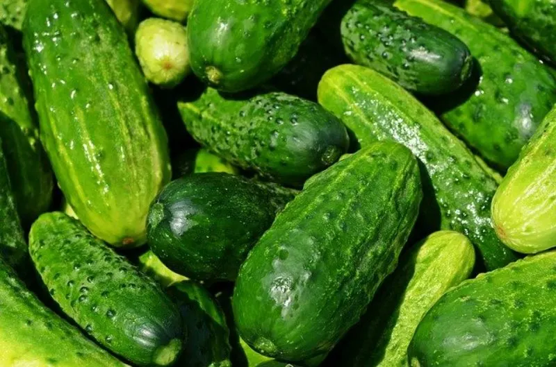 19 Best Vegetables to Grow in Greenhouses 17 Harvested Cucumbers
