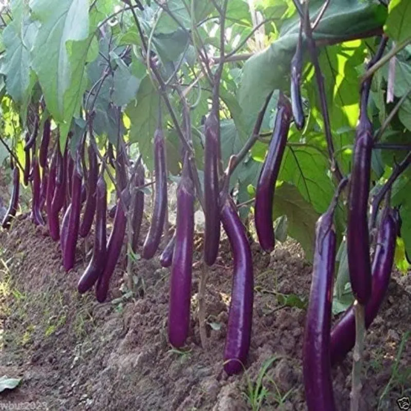 19 Best Vegetables to Grow in Greenhouses 8 Eggplants