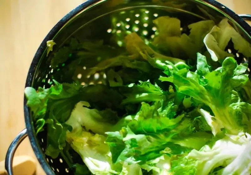 19 Best Vegetables to Grow in Greenhouses 12 Escarole