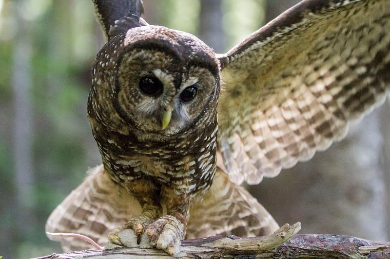 Flying Mexican Spotted Owl