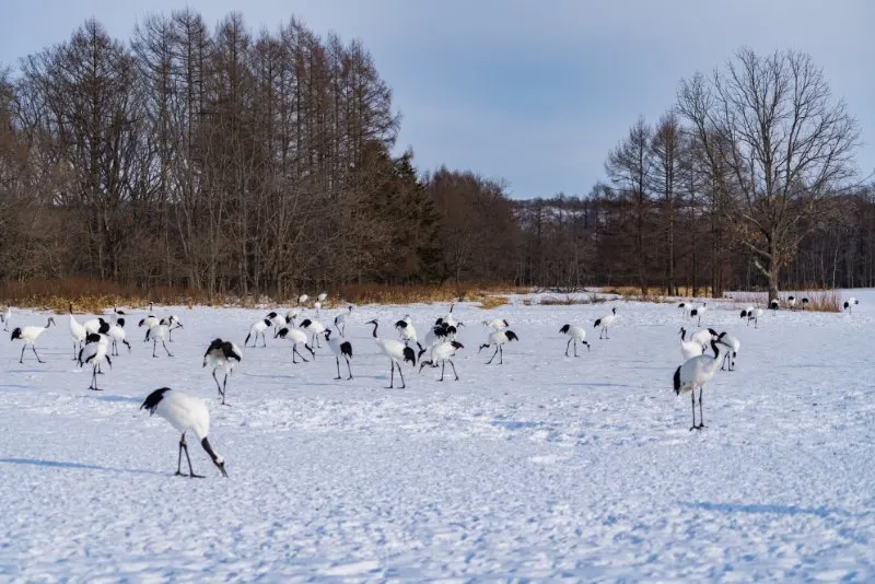 Flock of Red-Crowned Crane