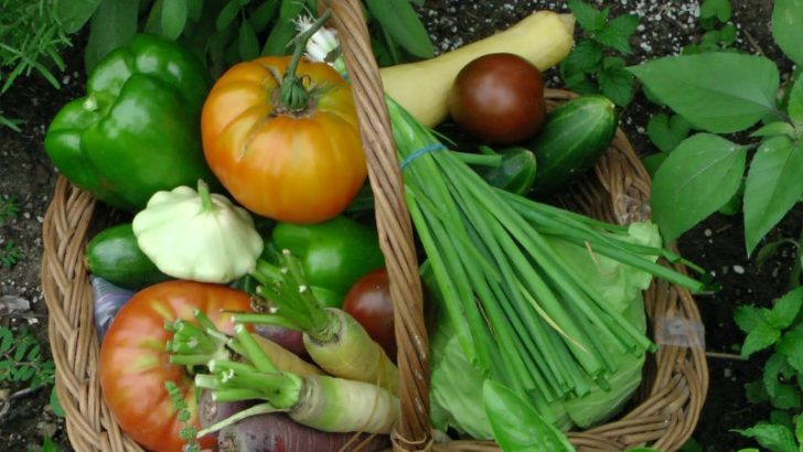 Harvested Vegetables on a Basket