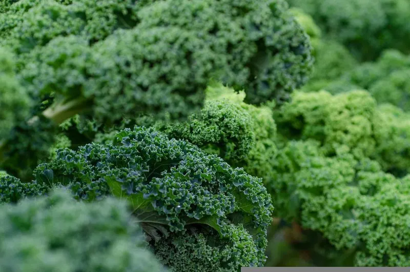 Kale Plant