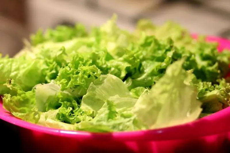19 Best Vegetables to Grow in Greenhouses 19 Lettuce