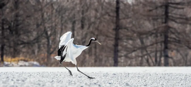 The red-crowned crane walking on snow
