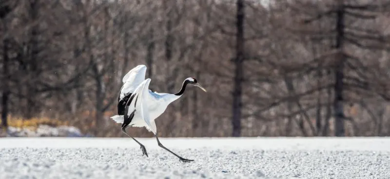 Red-Crowned Crane: Is This An Endangered Species? 9 The red-crowned crane walking on snow