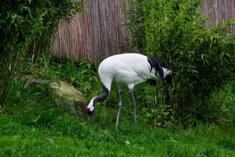 Side view of Manchurian Crane