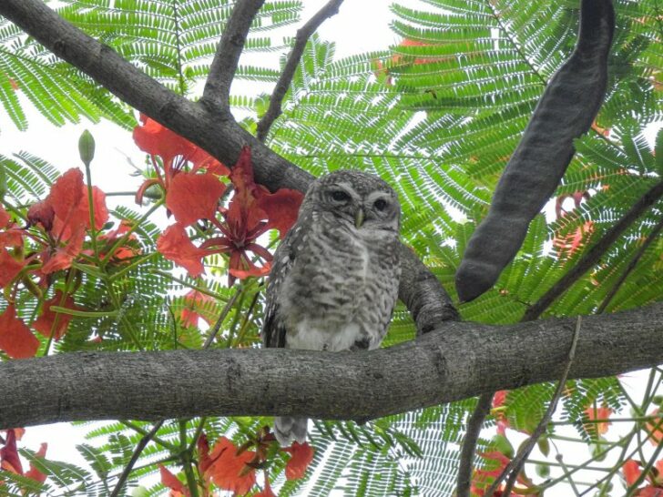 Mexican Spotted Owl Why Is It Endangered?