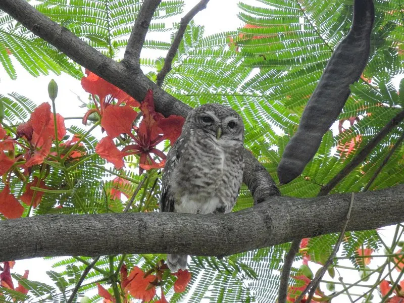 Mexican Spotted Owl on a Tree