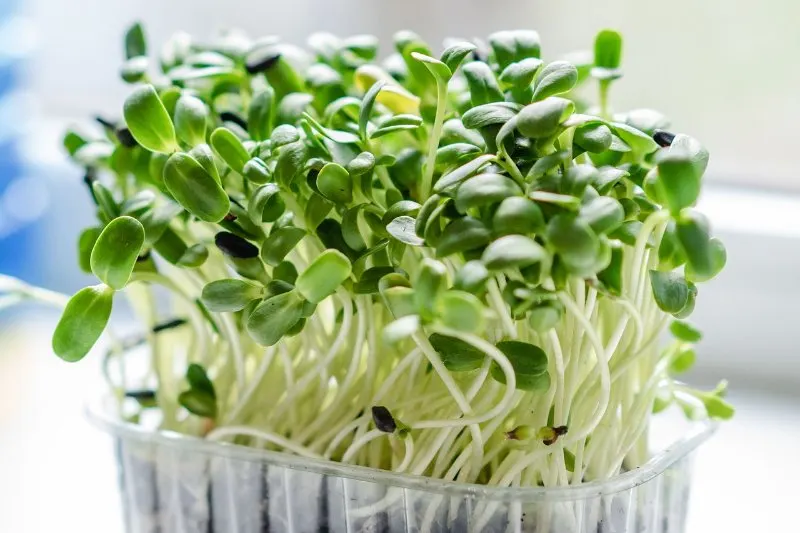 19 Best Vegetables to Grow in Greenhouses 14 Microgreen Sprouts