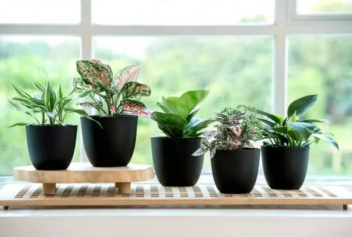 9 Cheap Nursery Pots for Greenhouses & Gardening 2 Mkono 5.5 Inch Plastic Planters