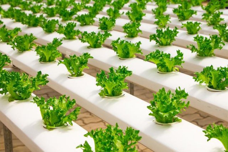 Lettuce Farming