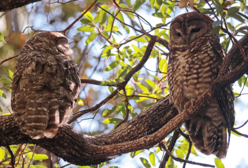 Pair of Mexican spotted owl