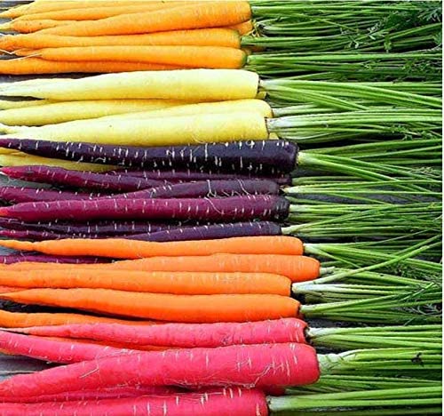 9 Best Vegetables to Grow in Greenhouses 2 Big Pack - (3,500+) Rainbow Mix Carrot Seeds