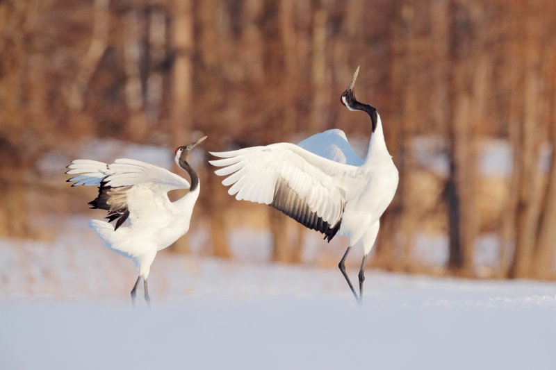 Red-crowned cranes pair on snowy meadow