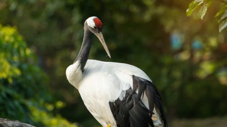 Close up of Red-Crowned Crane