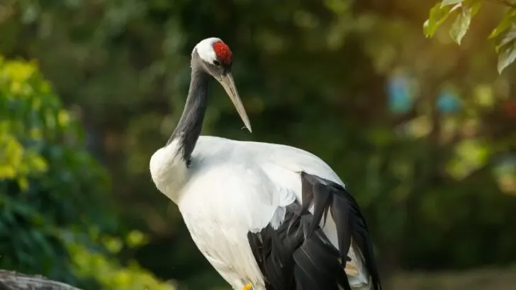 Close up of Red-Crowned Crane