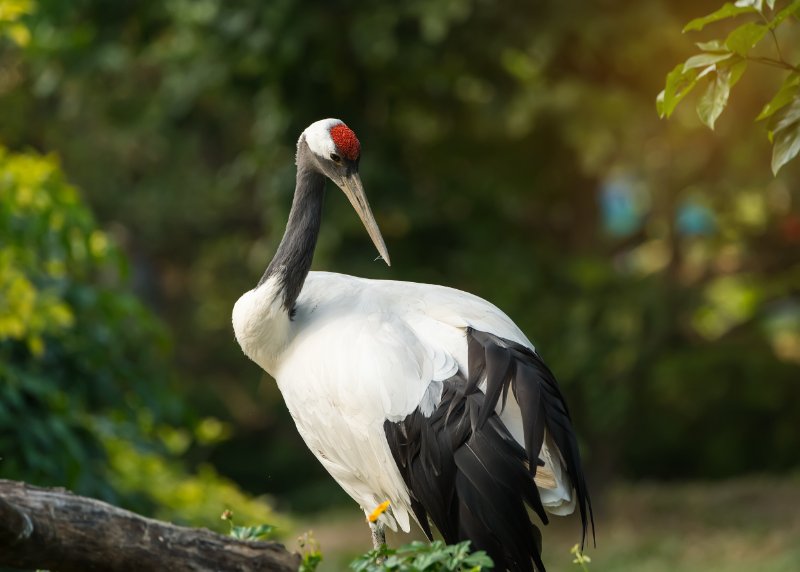 Close up of Red-Crowned Crane