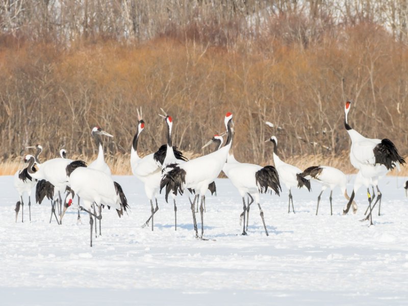 Flock of Red-Crowned Crane standing in winter snow