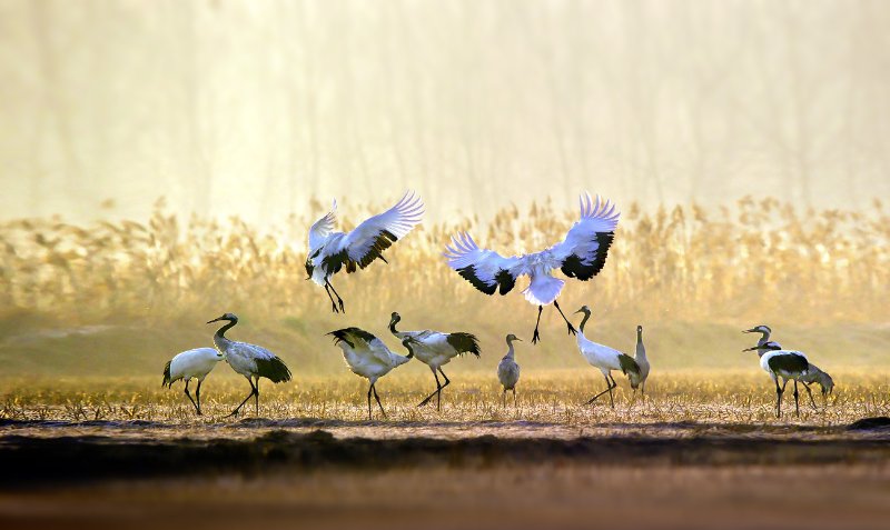 Flock of Red-Crowned Crane