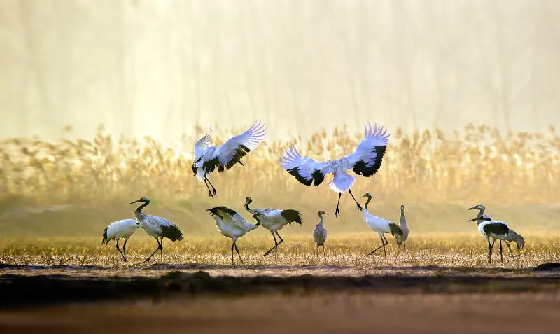 Red-Crowned Crane: Is This An Endangered Species? 4 Flock of Red-Crowned Crane