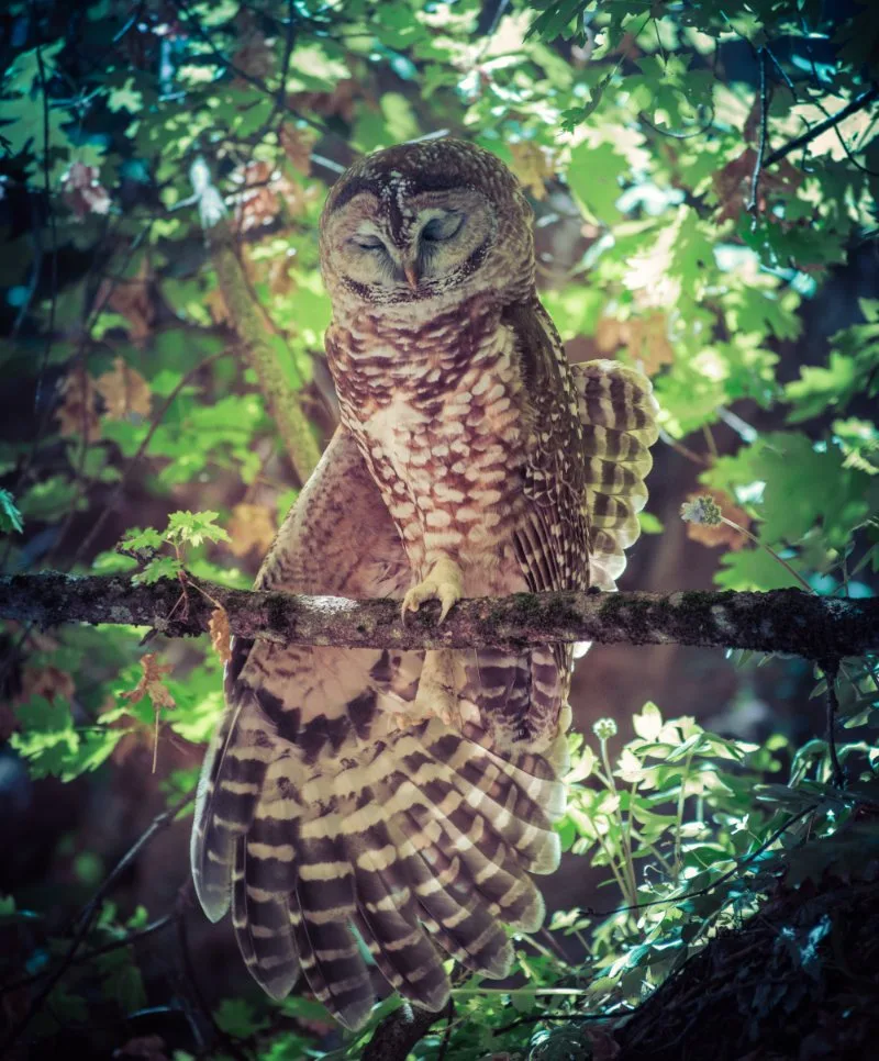 Sleeping mexican spotted owl