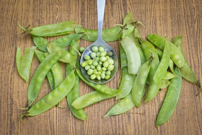 19 Best Vegetables to Grow in Greenhouses 15 Snow Peas